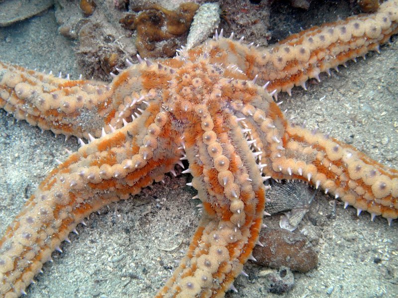 2012-09-12 13-49-13 Ludo.jpg
